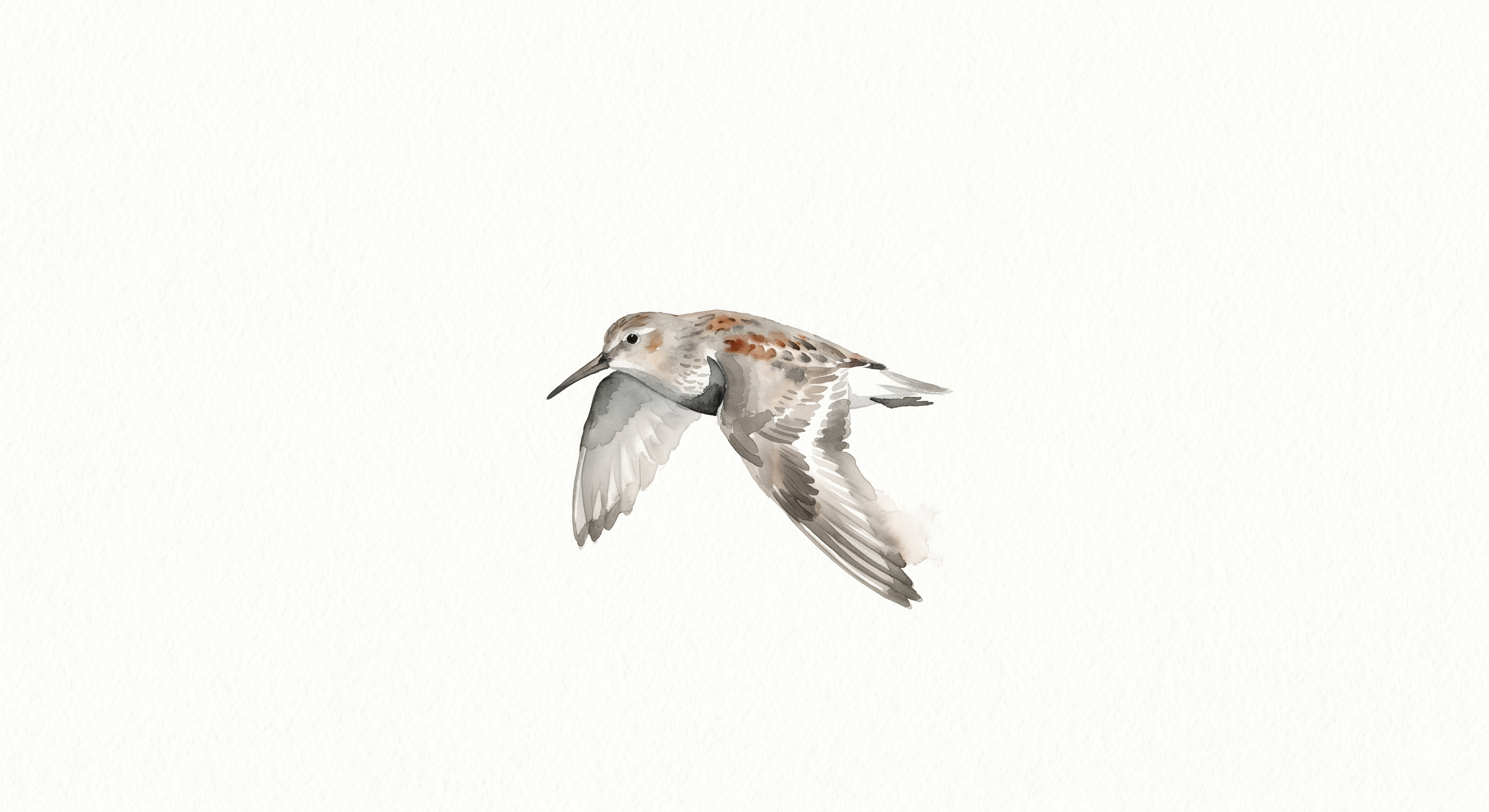 Watercolor illustration of a Dunlin in flight